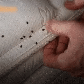 Plasturi Anti-Acarieni – Soluția Rapidă pentru O Casă Fără Alergeni! 🦠